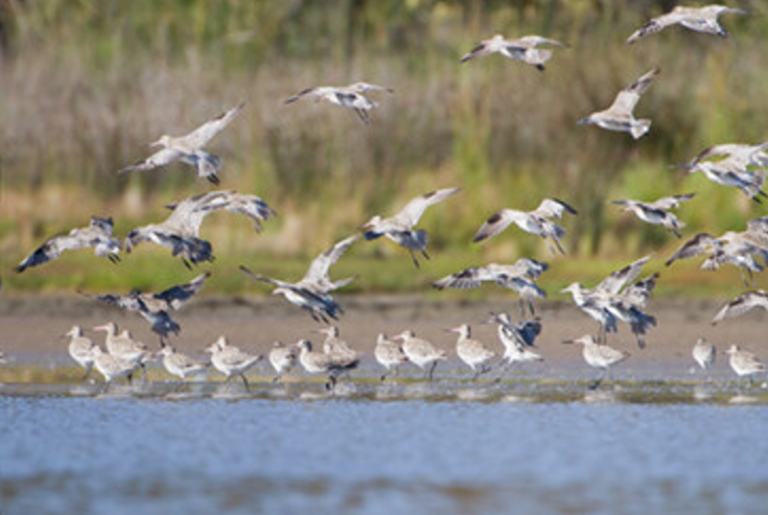 Sens­ing Blue Light: From Bac­te­ria to Birds
