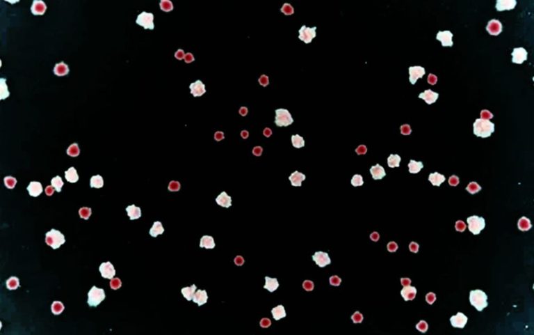 How E. coli Rose to Promi­nence – An Ad­den­dum