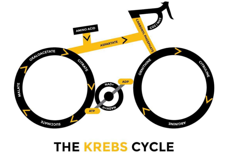 The Krebs (Bi)Cycle
