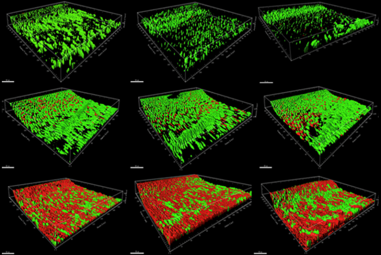 A New Model for the For­ma­tion of an En­dodon­tic Biofilm
