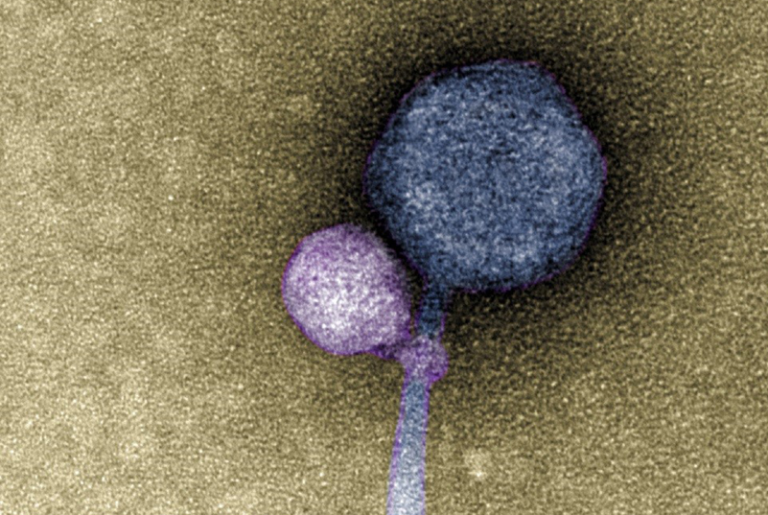 A New Twist on Satel­lite Phages