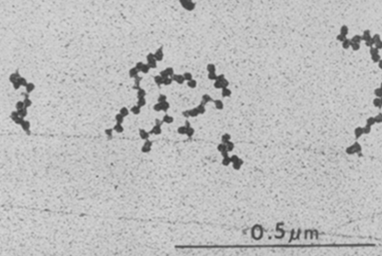mRNA in E. coli : Not Lost With­out Trans­la­tion