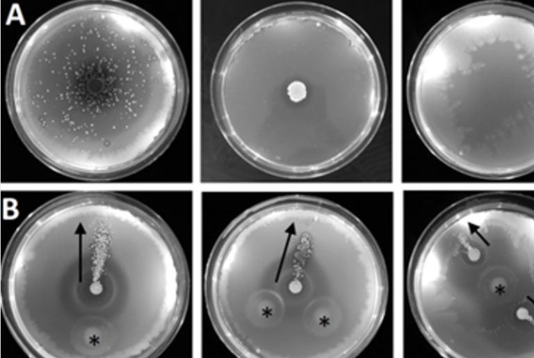 Strep­to­myces spores tak­ing a ride...