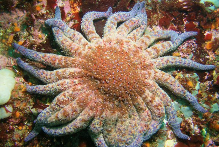 Dy­ing Sea Stars