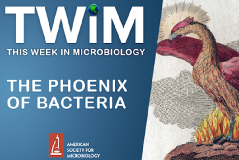 TWiM 239: The Phoenix of Bac­te­ria
