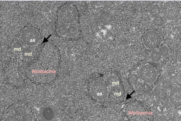 Bac­te­r­ial Sym­bionts Halt The Dis­ease Bur­den of Dengue Virus