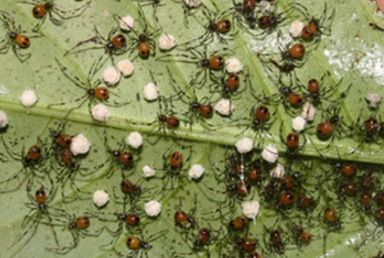 Green Fly­pa­per