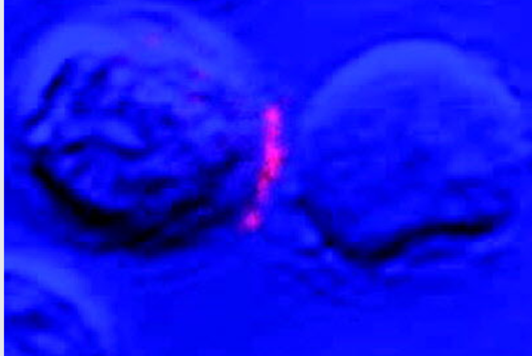 The Im­muno­log­i­cal Synapse Goes Vi­ral