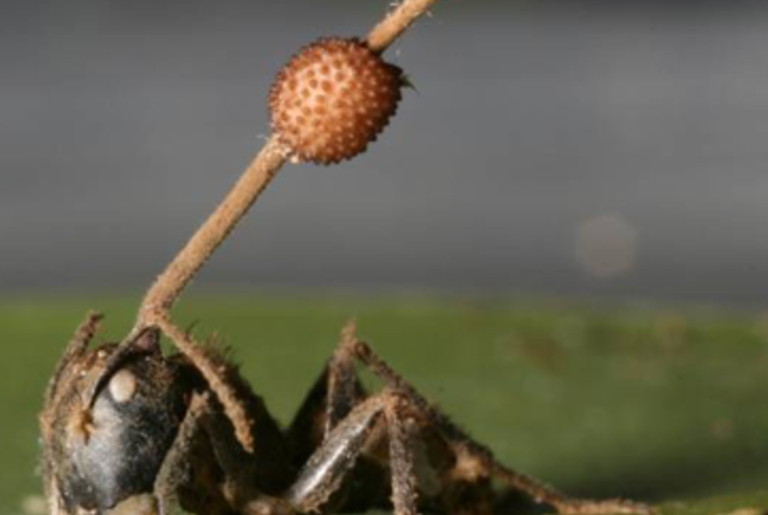 An Evo­lu­tion­ary Tale of Zom­bie Ants...
