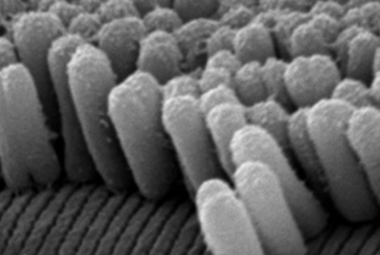 A Bac­terium Learns Long Di­vi­sion