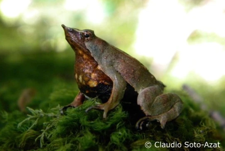 The Fun­gus That Killed Darwin's Frog