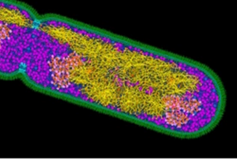 The Bac­te­r­ial Chro­mo­some: A Phys­i­cal Biologist's Apol­ogy