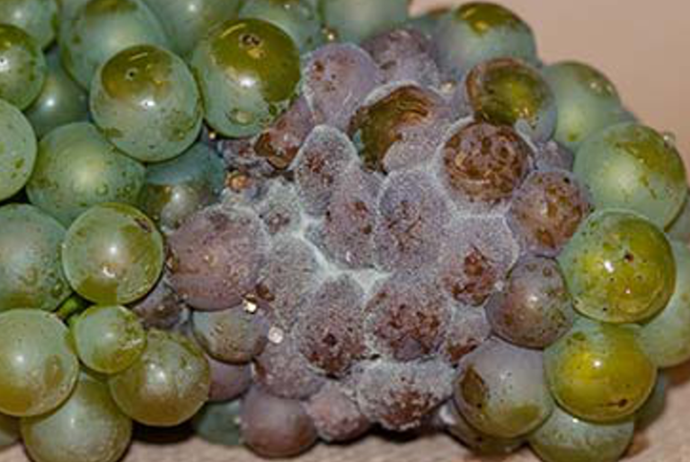 Plant Pathogen Si­lences Host's Im­mune Genes