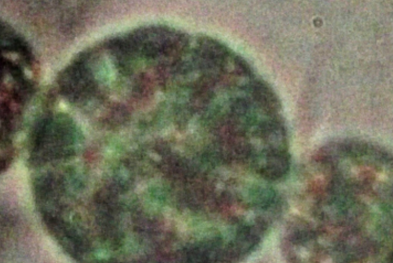 Bac­te­r­ial Hopanoids – The Lipids That Last For­ever