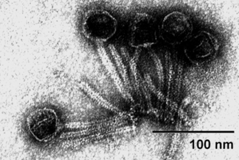 Why CRISPR Doesn't Work in E. coli