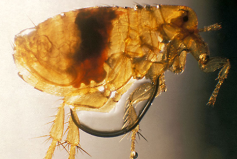 Evo­lu­tion of a Su­per­pathogen