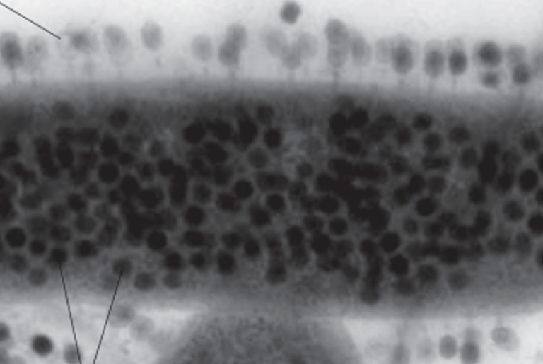 By the Num­bers: Vi­ral Burst Size