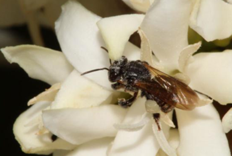 A Snip­pet: Who In­vented Agri­cul­ture, the Ants or the Bees?