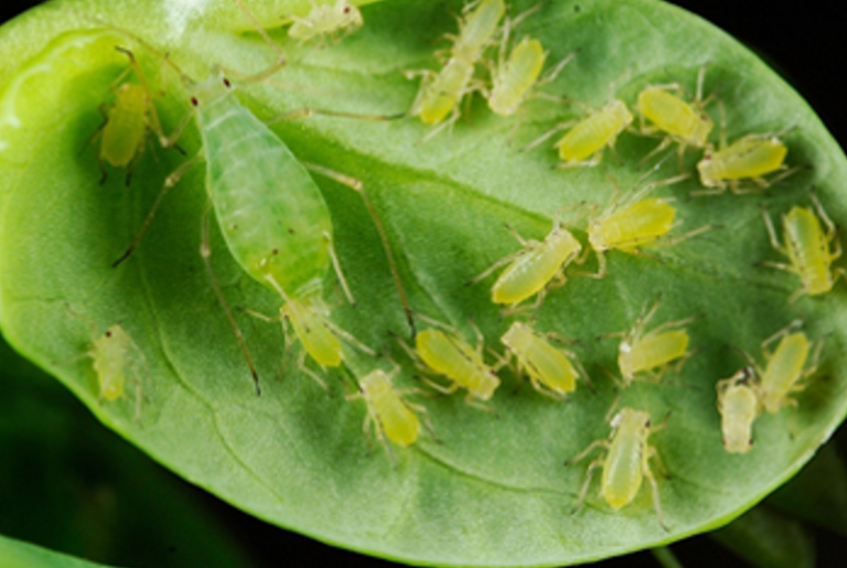 Sym­biont Ex­change in the Aphid·Buchnera Sym­bio­sis (2|2)