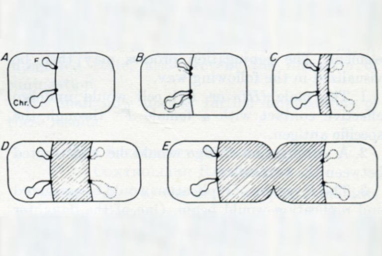 A Model for DNA Seg­re­ga­tion in 1963