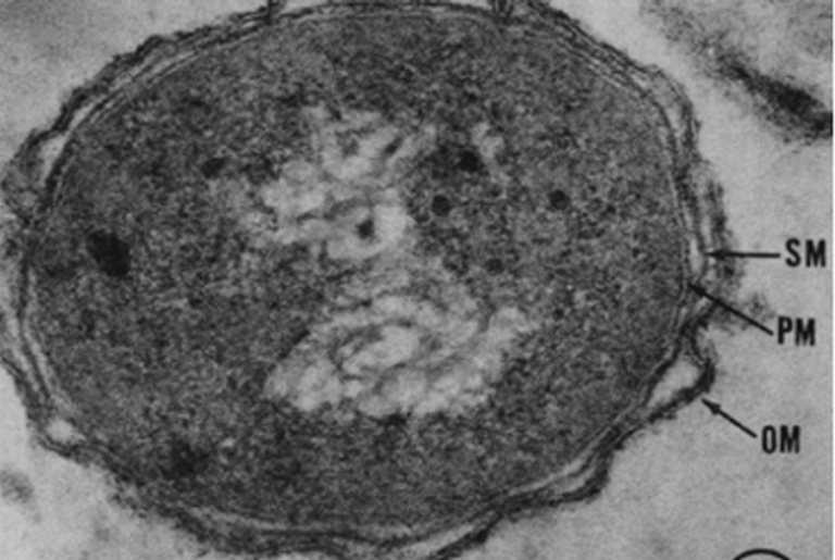 The first look at the two mem­branes of Gram-neg­a­tives
