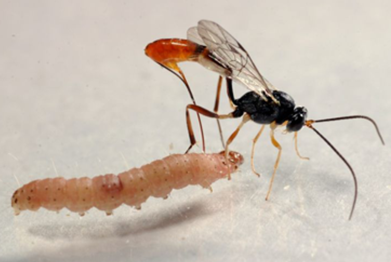 Vice Insect Need Protection? Hire a Virus! - Small Things Considered