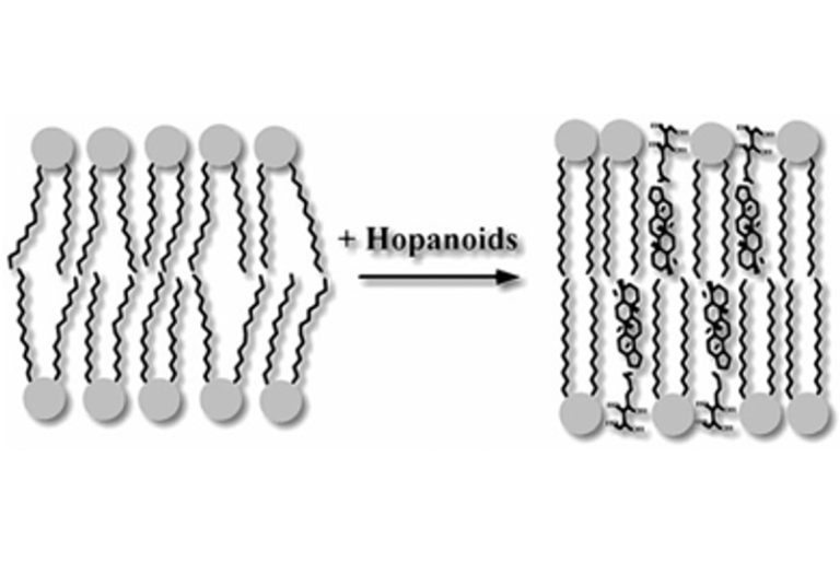 Hopanoids Again (and Again)