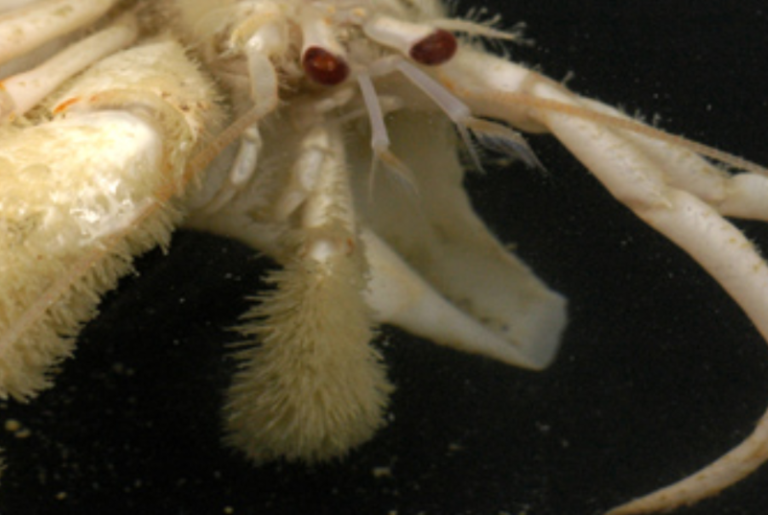 Mi­crobes at Sea