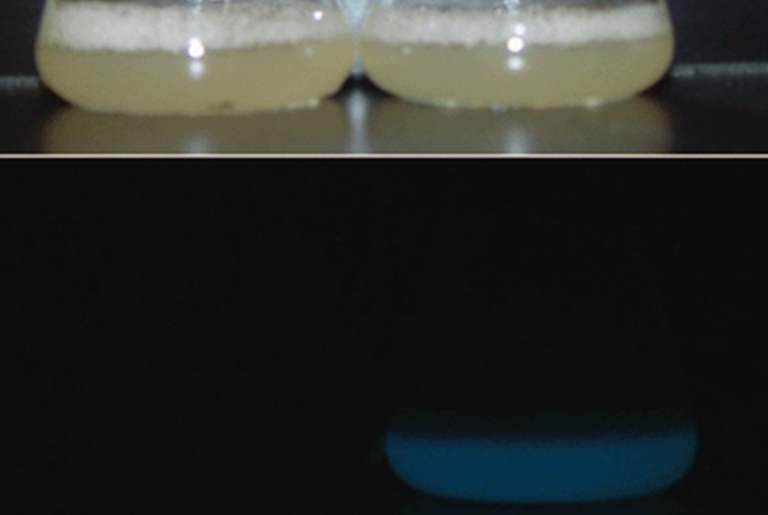 Fine Lit­er­a­ture: Shed­ding Light on Bac­te­ria