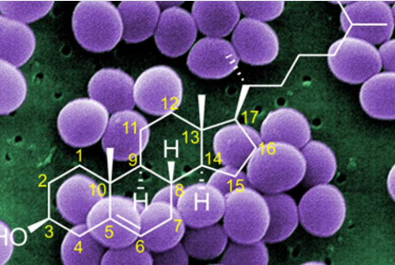 Staph And Cho­les­terol: An Odd Cou­ple