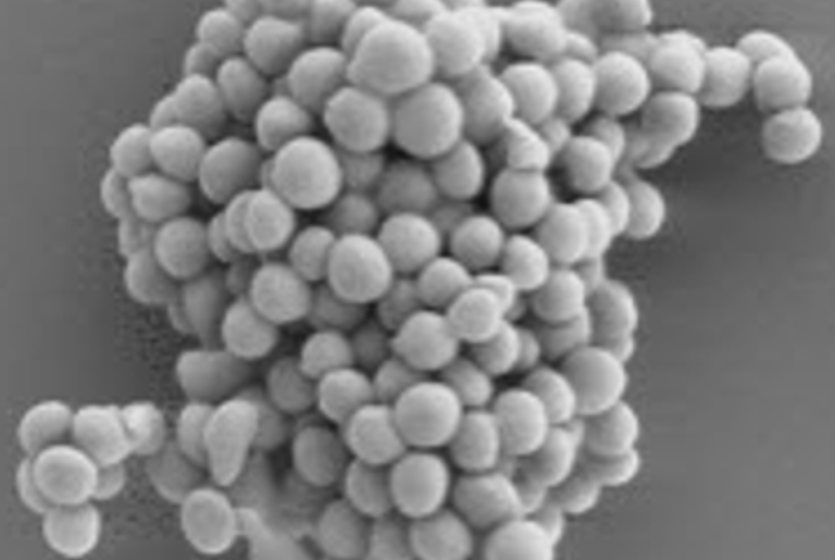 A Pathogen's Swiss Army Knife
