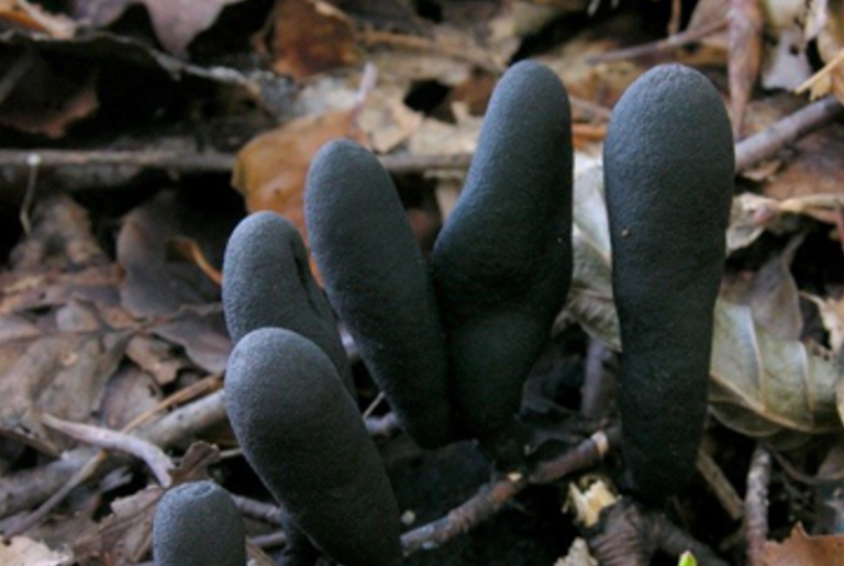 Fid­dling with Fungi: And the Win­ner Is…