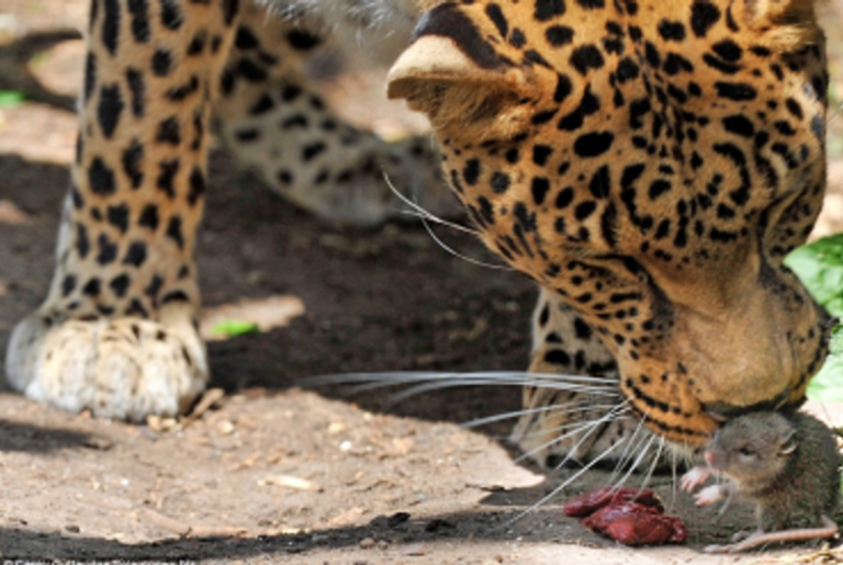 The Leop­ard and the Mouse: A Microbiologist's Take