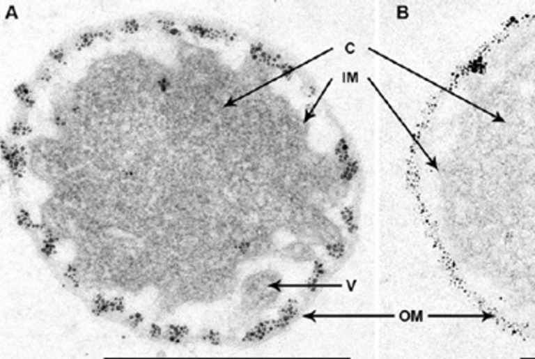 Of Ar­chaeal Periplasm & Icon­o­clasm
