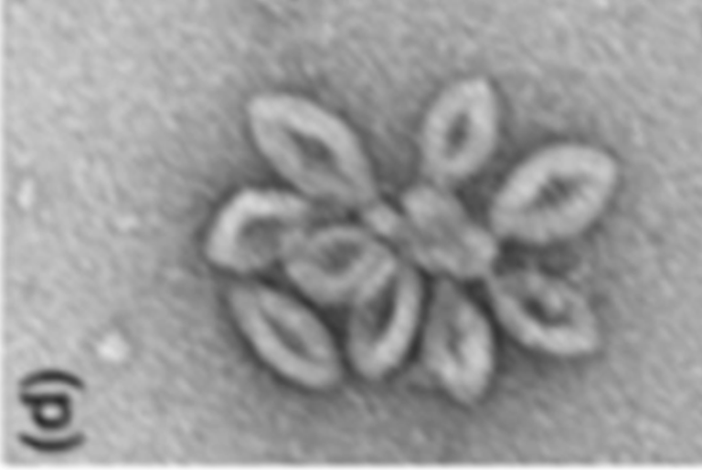 A Most Lively Virus