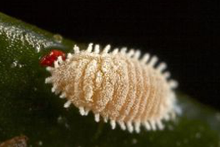 A Bug in a Bug in a Bug