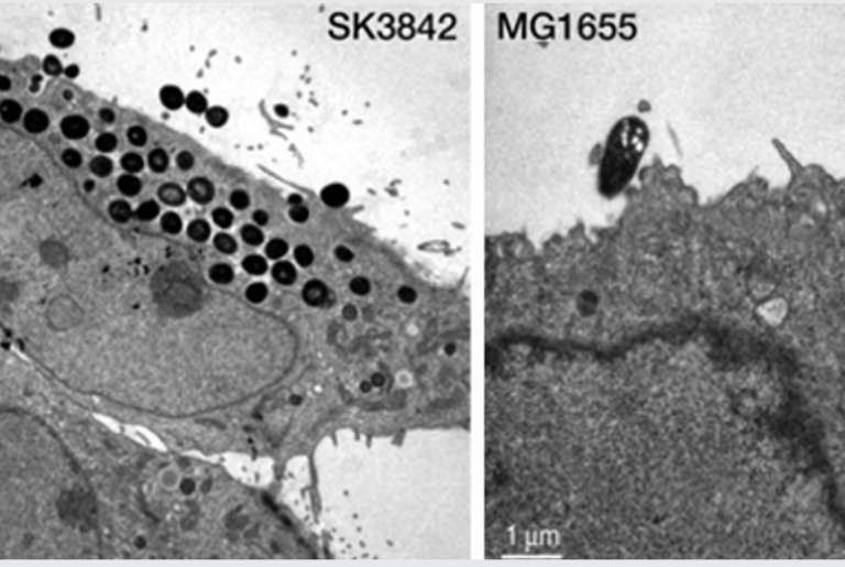 The Façade of E. coli K‑12