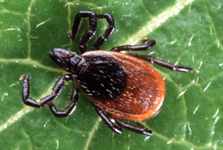 The Lyme Dis­ease Spiro­chete Feasts on Tick An­tifreeze