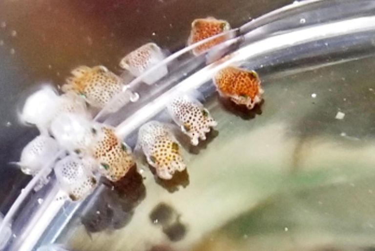 Trans-Trans­la­tion Part 2: Of Vib­rios and Squids