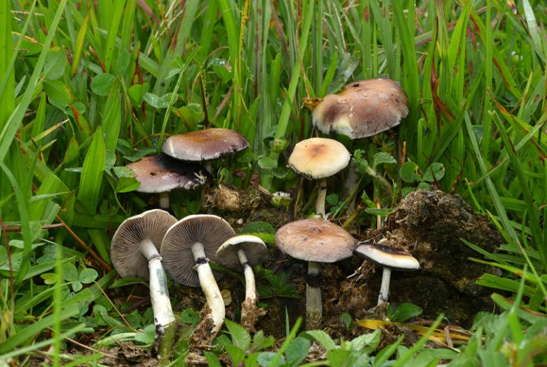 Psy­che­delic Ori­gins