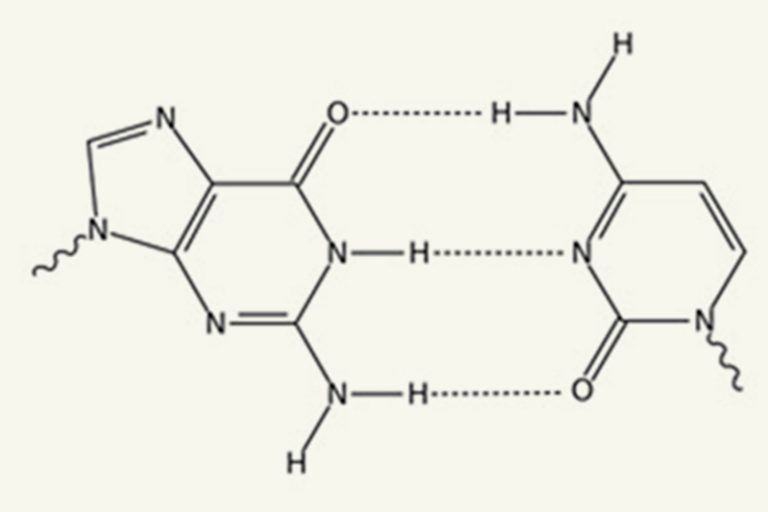 Of Hy­dro­gen Bonds and Pro­tons