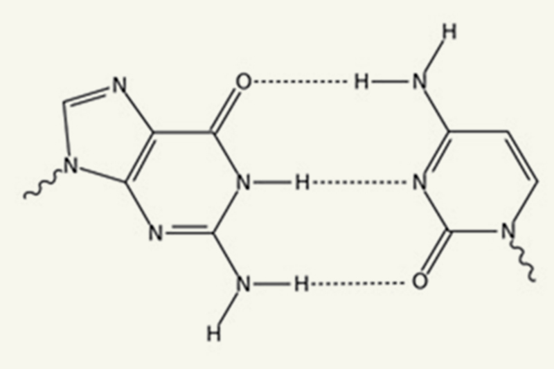 Of Hydrogen Bonds and Protons - Small Things Considered